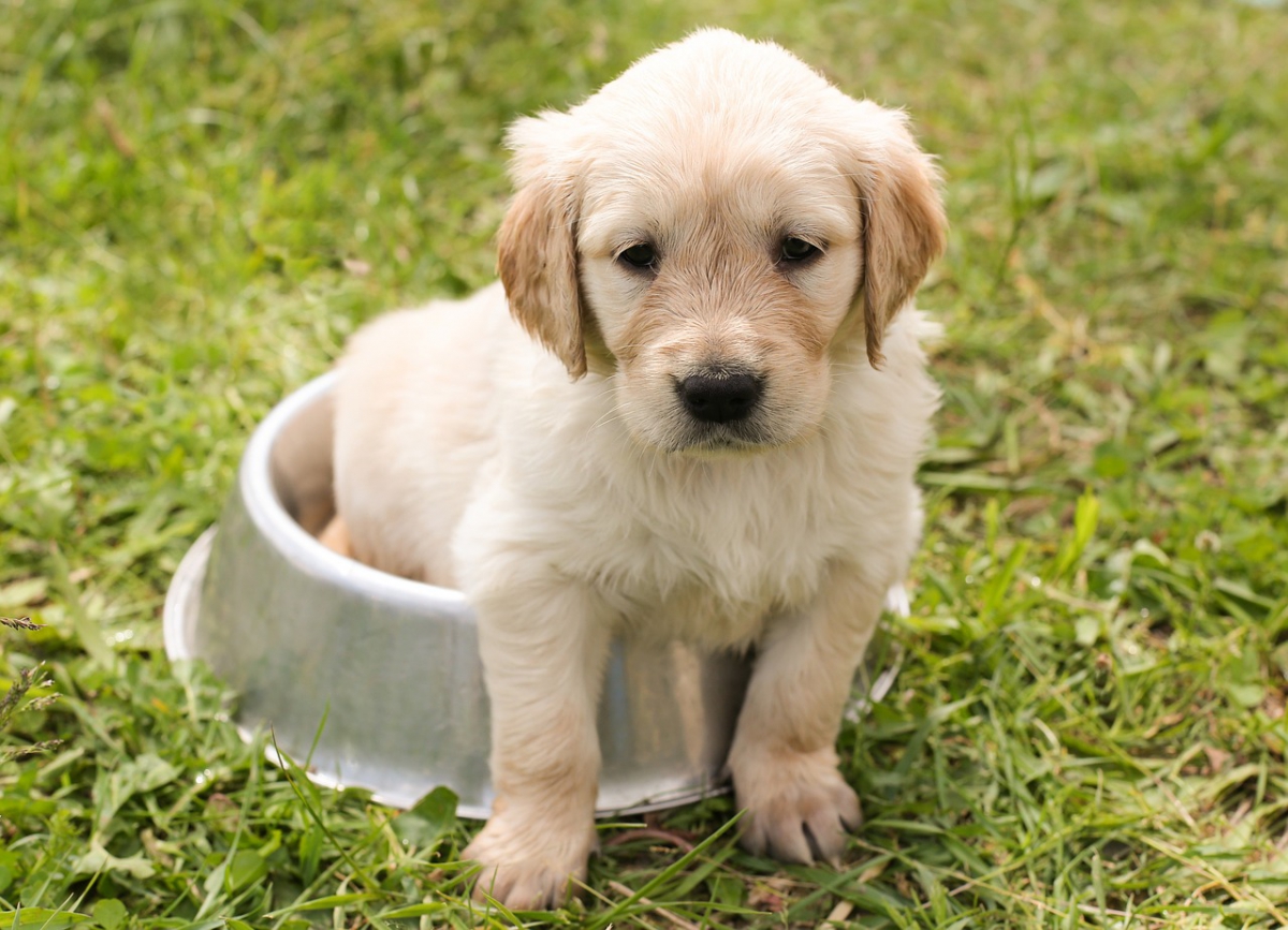 Puppy & Dog Training