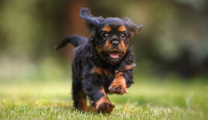121 puppy 12 sessions