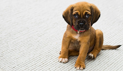 121 puppy 6 sessions